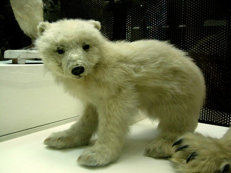 День в музее. Анжела в Государственном Дарвиновском музее