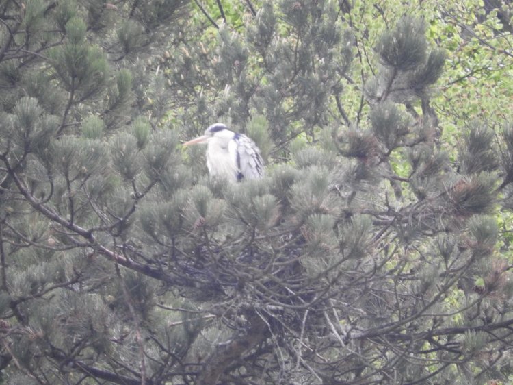 Любителям птиц. Серая цапля Словении