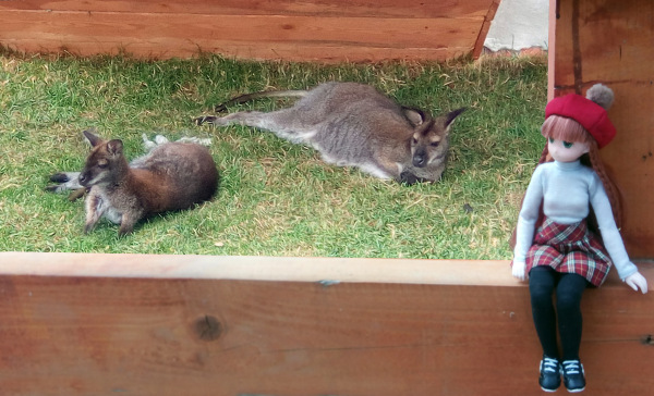 Тинка в экопарке — Куклы и тела Obitsu (Обитсу): 1/6 (фото 10)