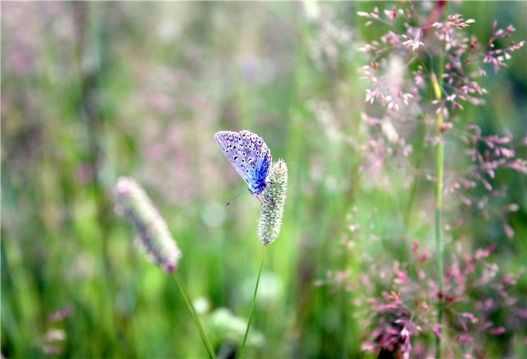 Просто Соня. Уникальные куклы от Сильвии Наттерер | Бэйбики Просто Соня. Уникальные куклы от Сильвии Наттерер