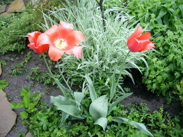 Прогулка между каплями дождя :) Коллекционная кукла Пиппина от Сюзан Липпл (фото 2)