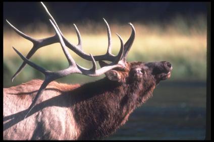 Зимняя сказка IV о Герде и Маленькой разбойнице от Joke Grobben