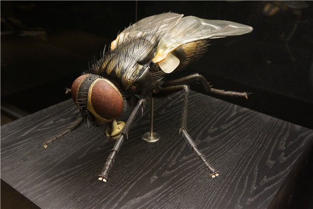 Взятие Берлина. Часть 3. Аква-дом, Улыбка бегемота и Прототип куколок Шильдкрот