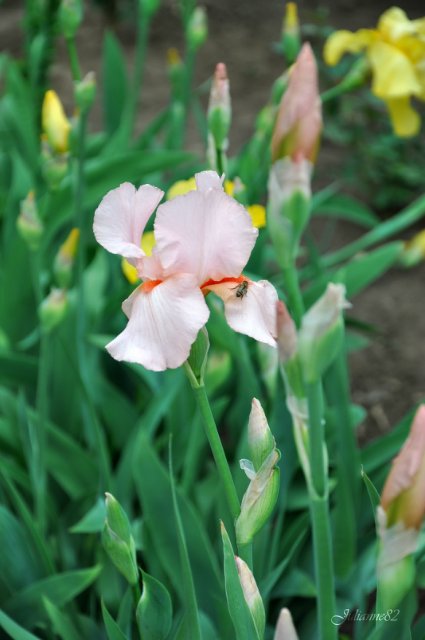 Nanette Gotz - Christmas 2002 год