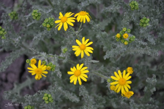 "Первый майский день..." Оливия от Helen KISH