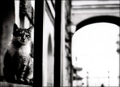 «Мяу» особого назначения или Весенняя кошкотерапия (фото 5)