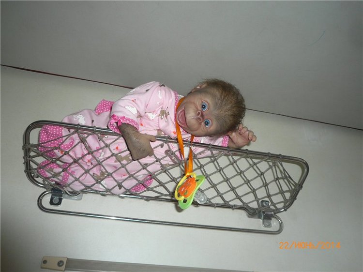 Анфисочка! Кукла - реборн - обезьянка Светланы Преображенской. Часть первая (фото 5)