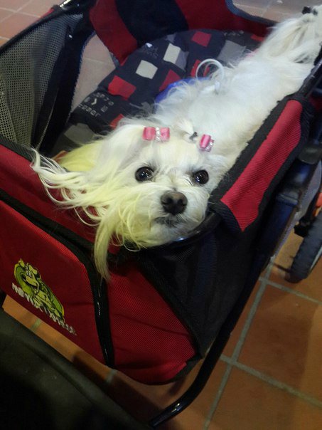 Международная ярмарка кукол и мишек Тедди в Брюгге. Poppen & Berenbeurs Brugge 2015. Фоторепортаж