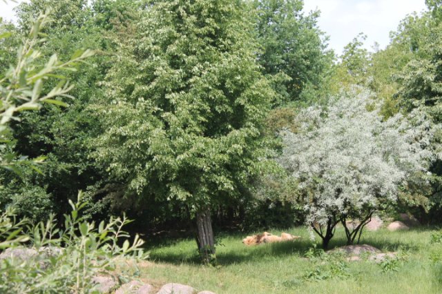 Сказка о Мишеле, BJD часть 2 (фото 8)