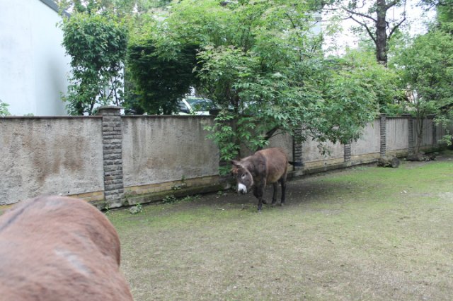 Раз, два, три, четыре, пять... Вышел ослик погулять | Бэйбики Раз, два, три, четыре, пять... Вышел ослик погулять