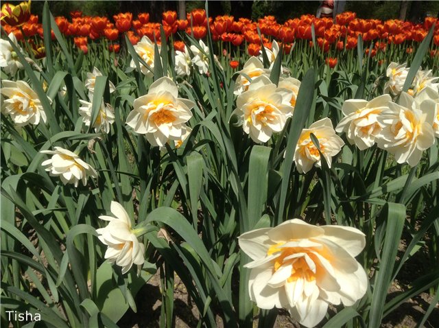 Летние наряды для моих любимок