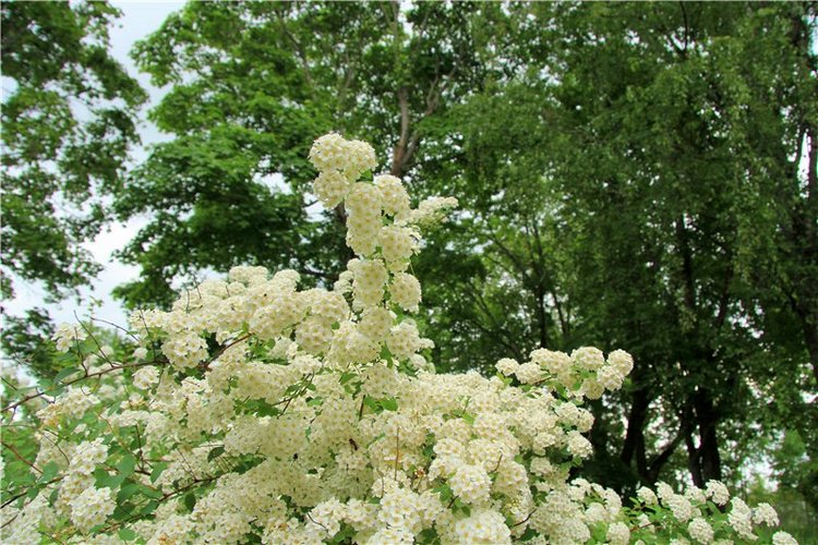 46-ой Пушкинский праздник поэзии в Берново. Часть первая