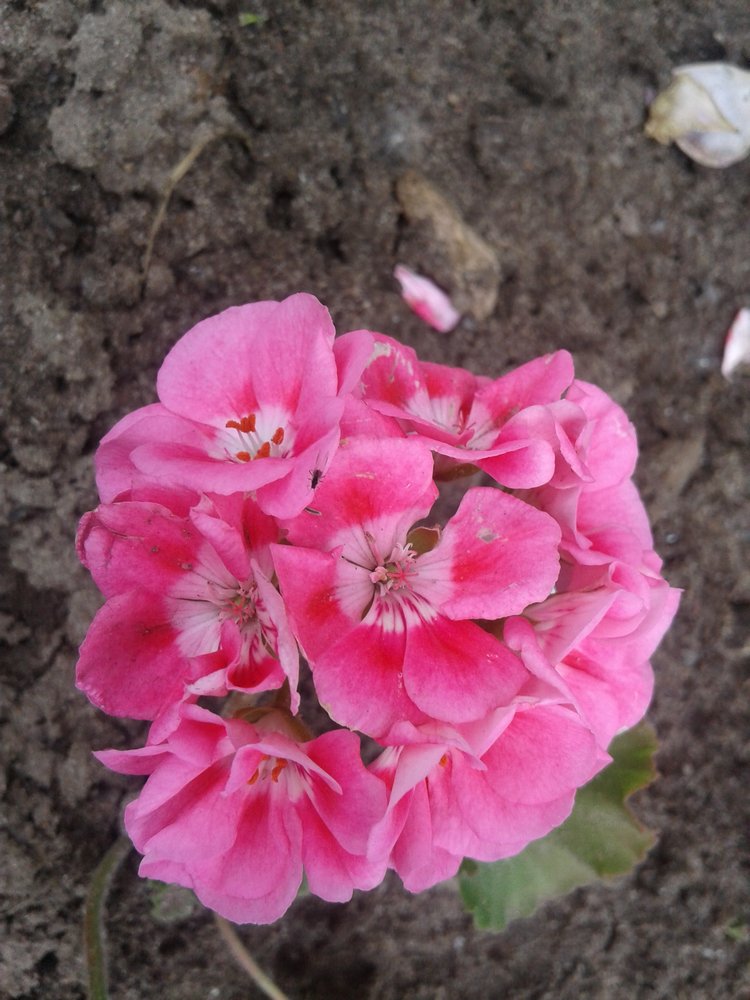 Псков: из лета в лето. Прогулки по городу и куклы