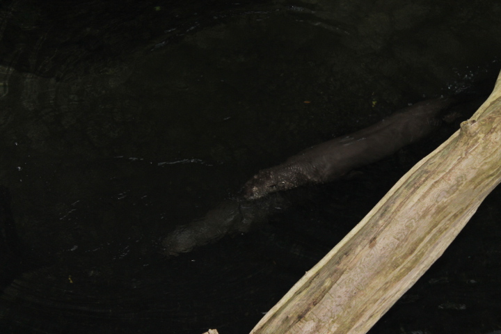 По Германии: зоопарк Лейпцига, часть 2