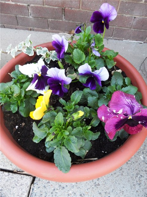 Люблю тебя, английская деревня