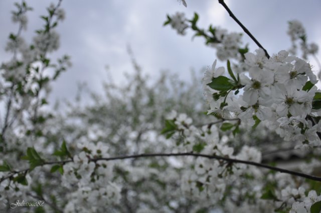 "Первый майский день..." Оливия от Helen KISH