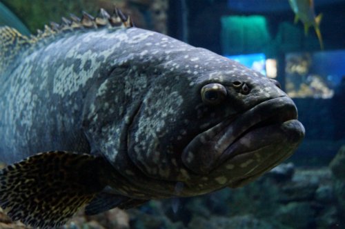 Воронежский океанариум — Туризм и путешествия: фотоотчеты из поездок