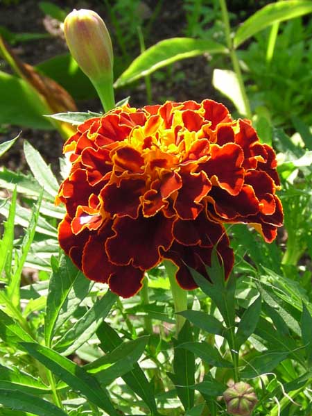 Цветочные наряды для волшебной девочки Пуки Фи Мио (фото 5)