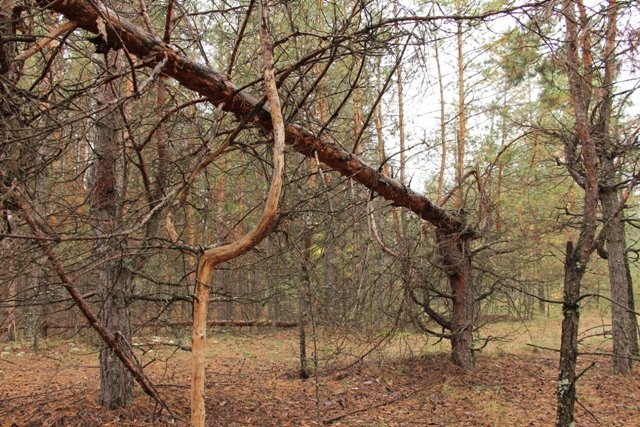 По грибы. Бузулукский бор