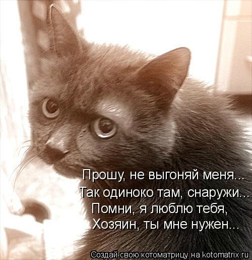 Мне вслед глядит душа кошачья... 4 октября - день памяти святого Франциска и Международный день животных (фото 5)