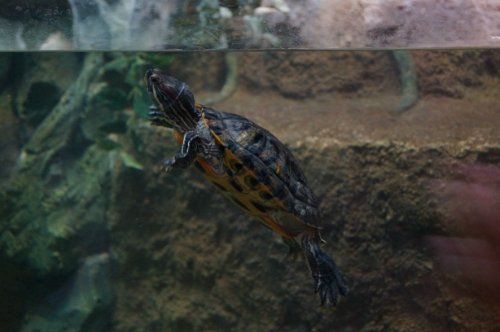 Воронежский океанариум — Туризм и путешествия: фотоотчеты из поездок