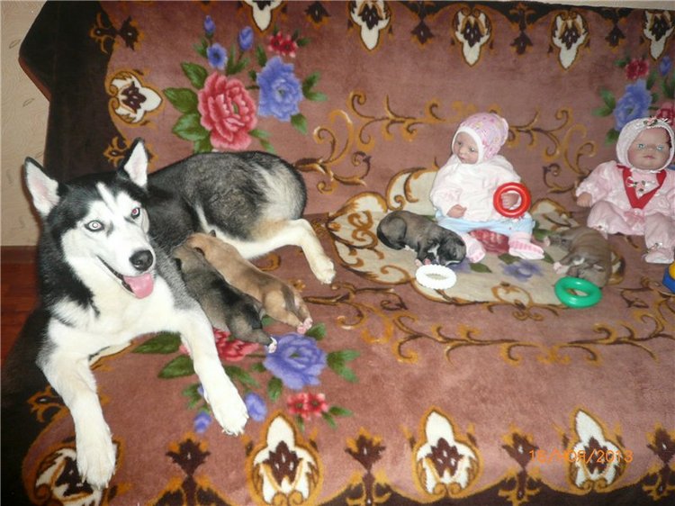 Куклы и собаки. Радость в нашем доме