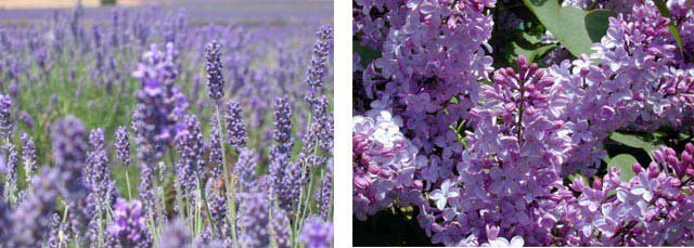 Сиреневое настроение или девочка от Сьюзен Крей