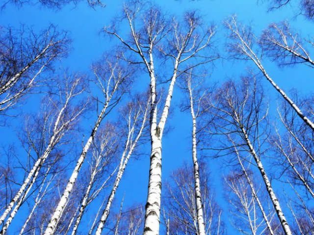 Как прекрасен этот мир, посмотри... "Хороший фотограф тот, кто сумеет выстроить на одной оси глаз, голову и сердце"