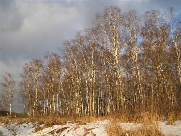 В сказочном лесу — Куклы Fairyland (ФэйриЛэнд): BJD (БЖД)