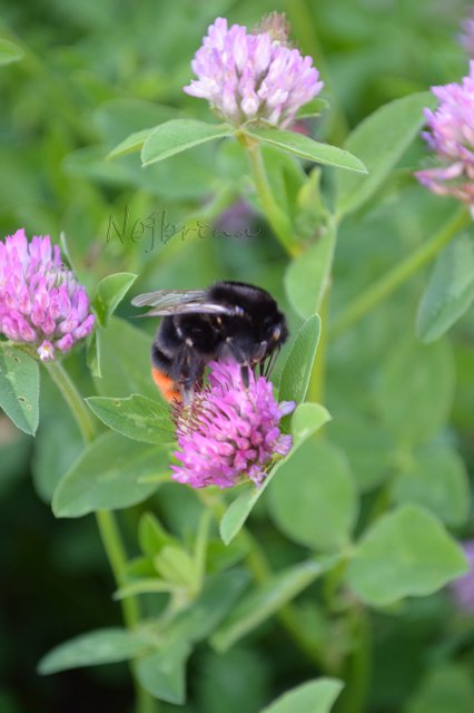Вышел зонтик погулять. Мини вихтель от Rosemarie Anna Muller (фото 6)