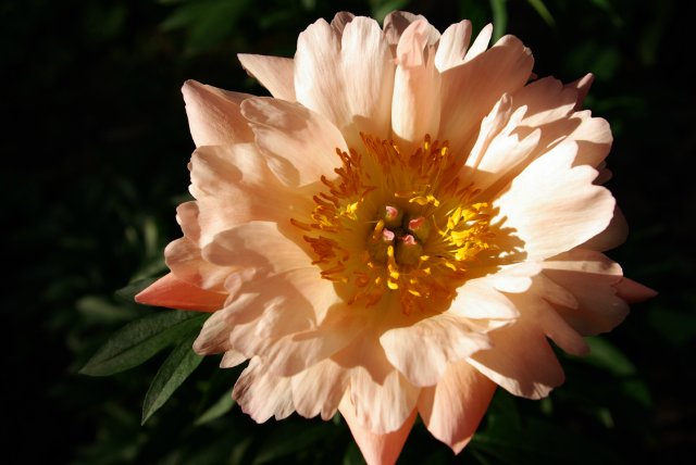 Маленькое приключение в саду цветов. Connie Lowe (фото 2)