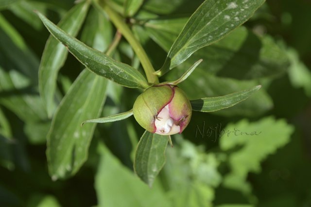 Яркие краски. Вихтели Rosemarie Anna Muller