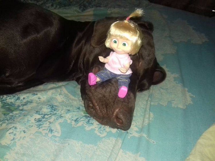 Новые Машки в кармашке — Куклы Маша и Медведь (Simba): Маша в кармашке