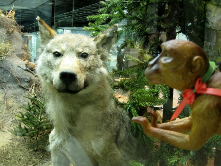 День в музее. Анжела в Государственном Дарвиновском музее