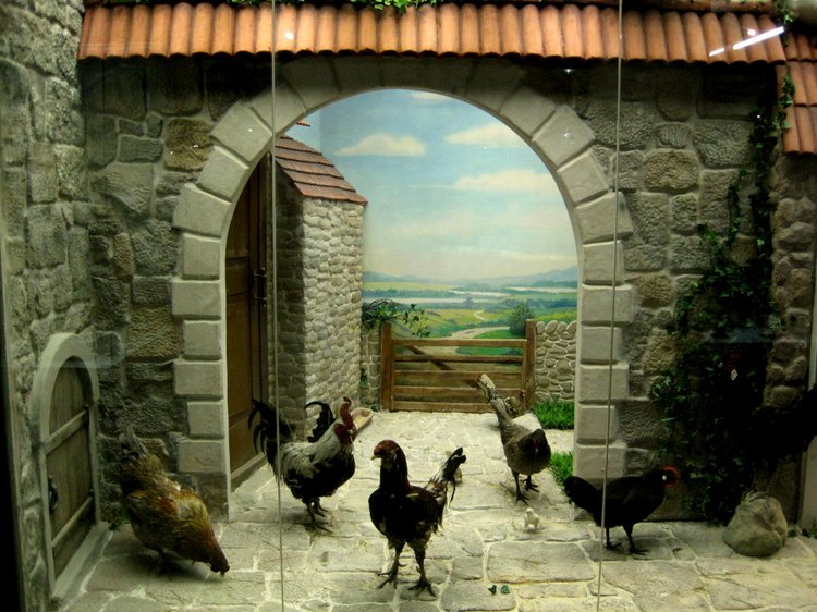 День в музее. Анжела в Государственном Дарвиновском музее