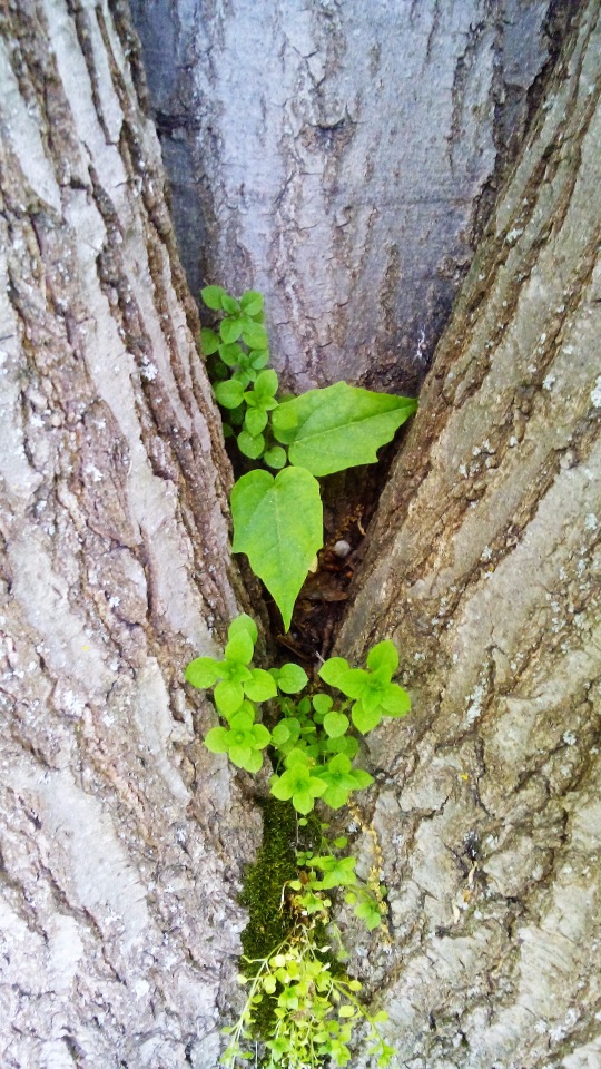 Коллекция кукол "Свет и Тень Хрустального Озера": Порождение Тени | Бэйбики Коллекция кукол "Свет и Тень Хрустального Озера": Порождение Тени (фото 4)