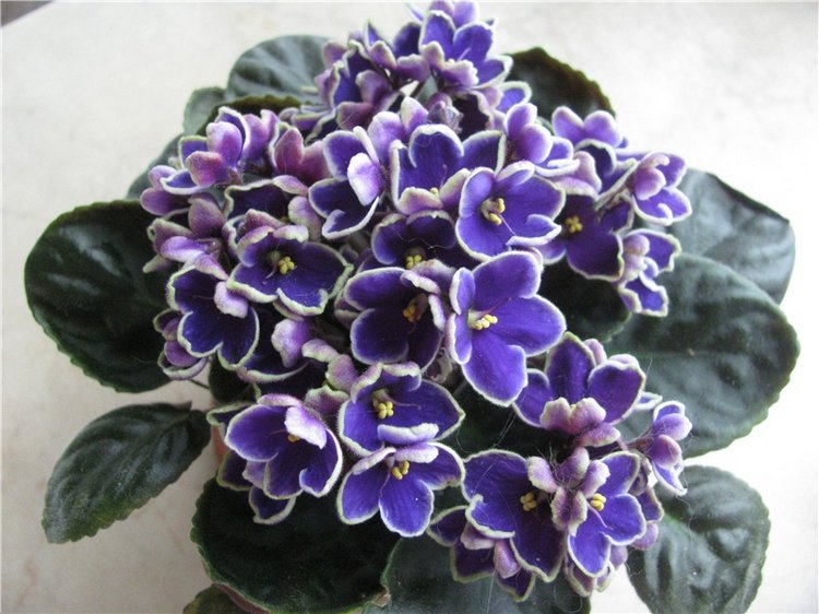 Моя Адора Фиалка — Куклы Adora (Адора): коллекционные виниловые (фото 2)