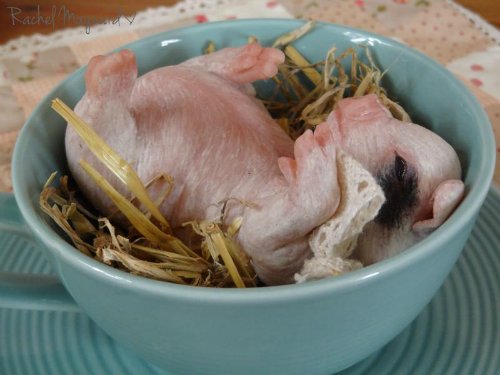 Зверятки-реборнятки — Молды и прототипы Реборн (Reborn): новинки (фото 10)