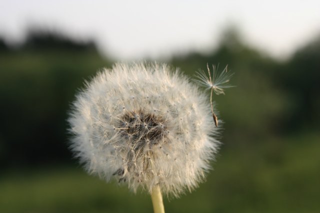 Девочка одуванчик. Leonie, Hildegard Gunzel