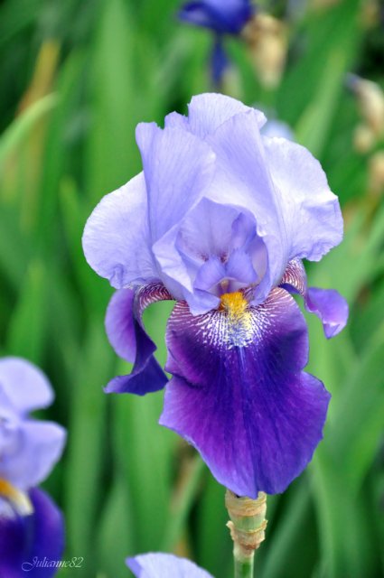 Моя вторая Olivia от Helen Kish | Бэйбики Моя вторая Olivia от Helen Kish