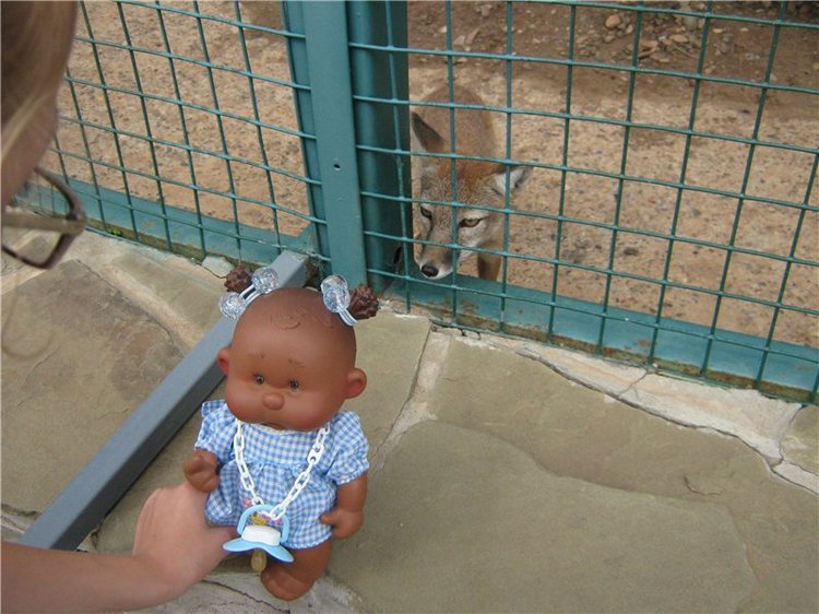 Пупсы Nines Artesanal D'Onil в Ижевском зоопарке