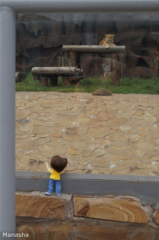 Как Майка в зоопарк ходила. pukiFee Ante Fairyland | Бэйбики Как Майка в зоопарк ходила. pukiFee Ante Fairyland