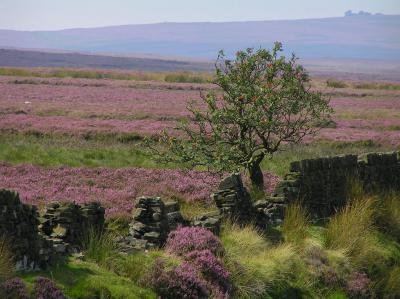 Что бы не скучала — Куклы Dollzone (Доллзон): BJD (БЖД)