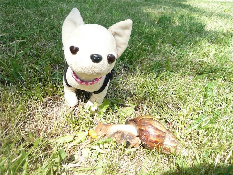 Моя Диана от Euro Girl — Куклы EuroGirls Diana Collection: формат 18" (46 см) (фото 5)