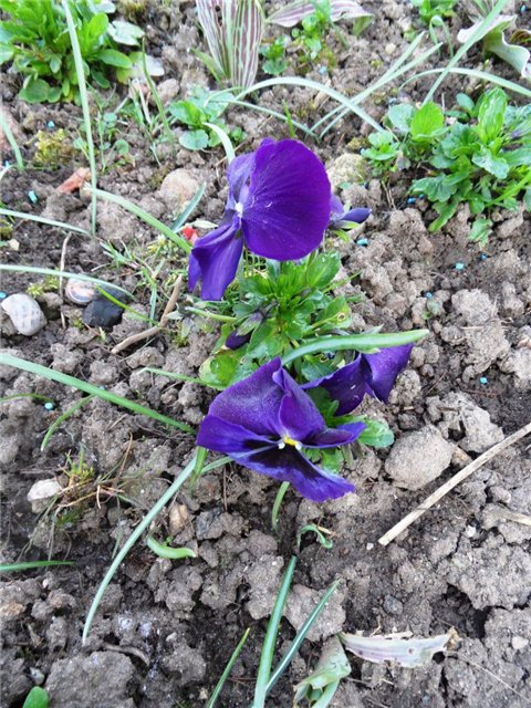 Люблю тебя, английская деревня (фото 9)