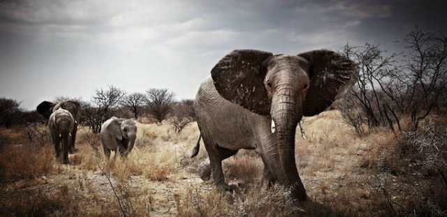 Ниа - африканская принцесса и ее подруги Ивочки сестрички и скромница Марджели