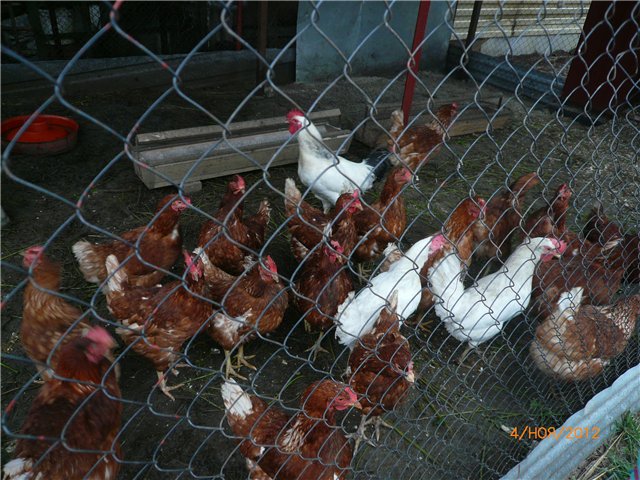 Кукла Адора - мое Солнышко (фото 6)