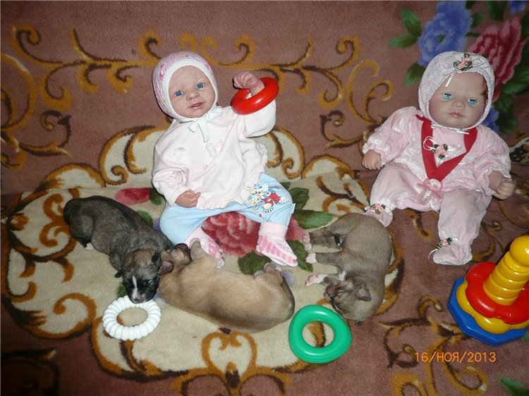 Куклы и собаки. Радость в нашем доме