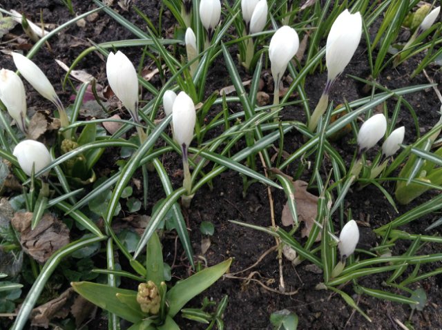 Прогулка по парку с этническими куколками Adora, Tonner, Oldenburg, Creedy (фото 4)