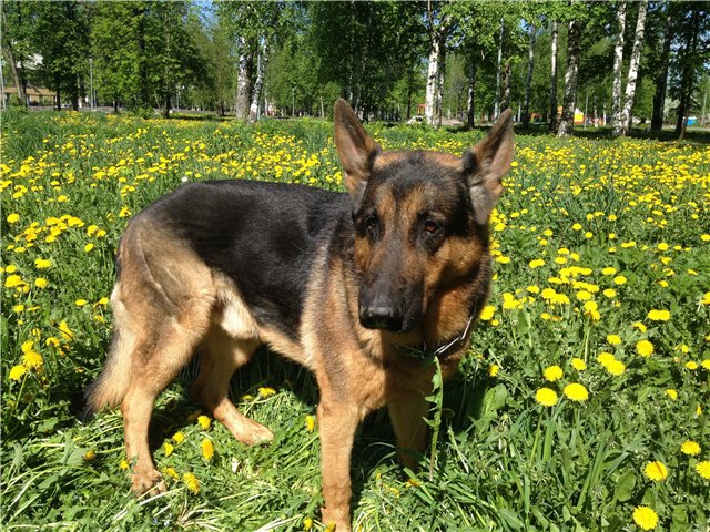 Аленький цветочек, сказка